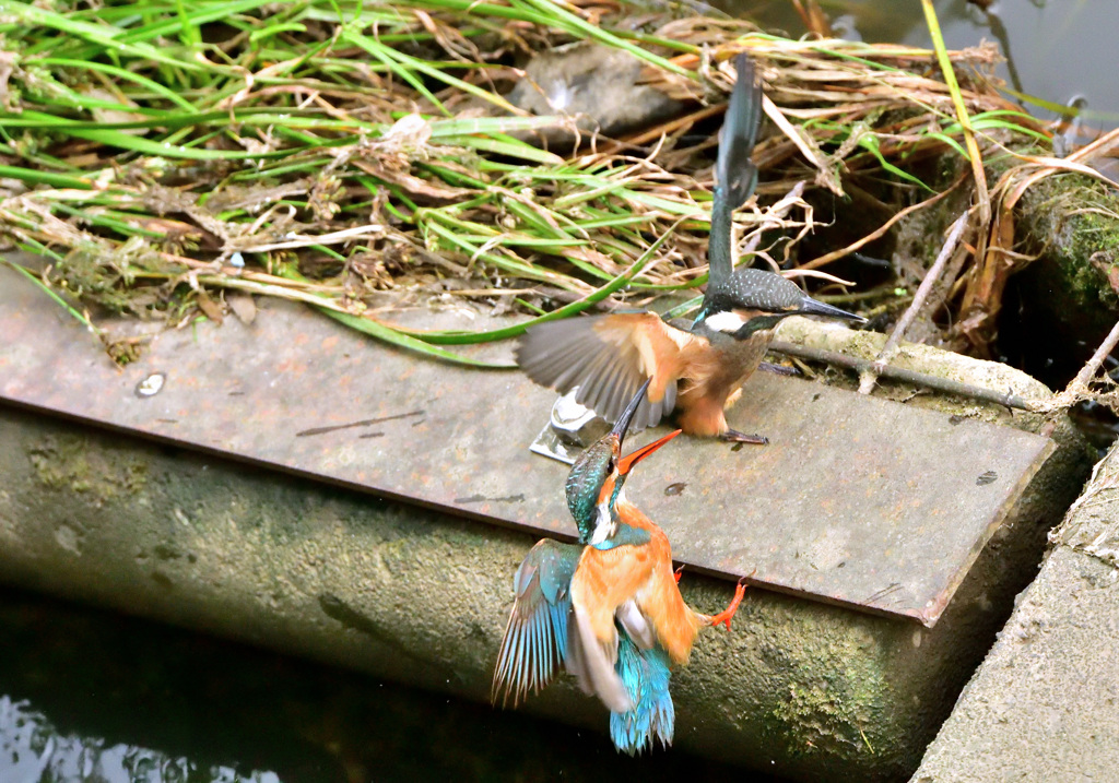 自分で餌取しなさい
