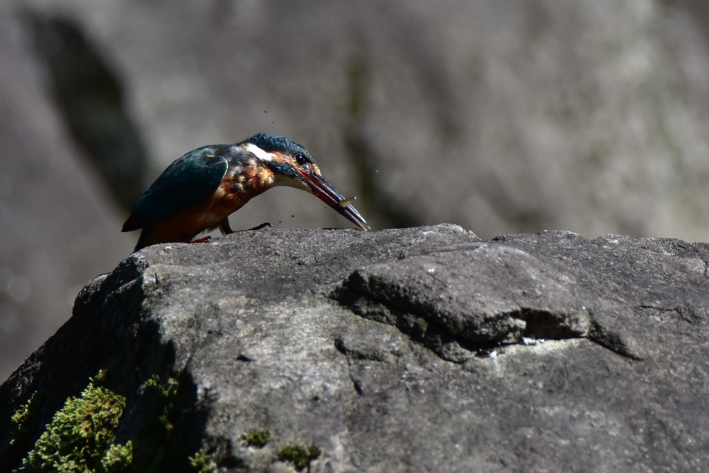 いただきますー２