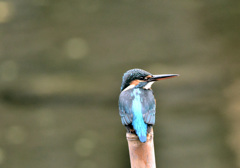 目の前のカワセミ