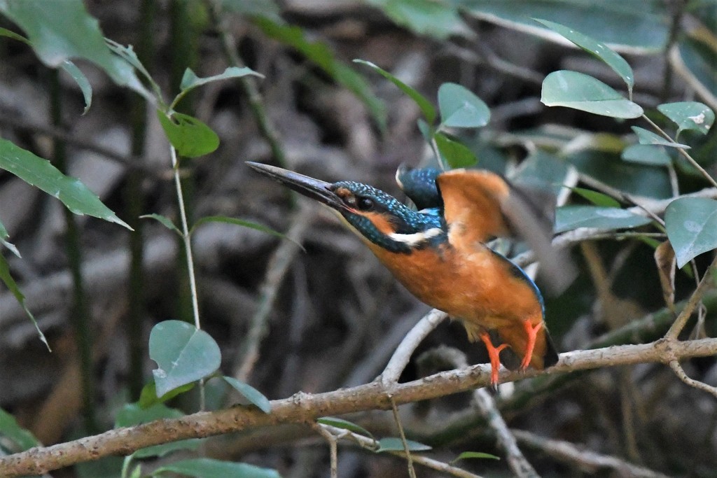 忙しく飛び回るカワセミ君
