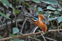 忙しく飛び回るカワセミ君