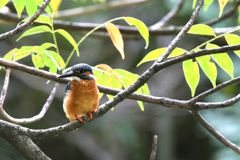 昨日のカワセミ