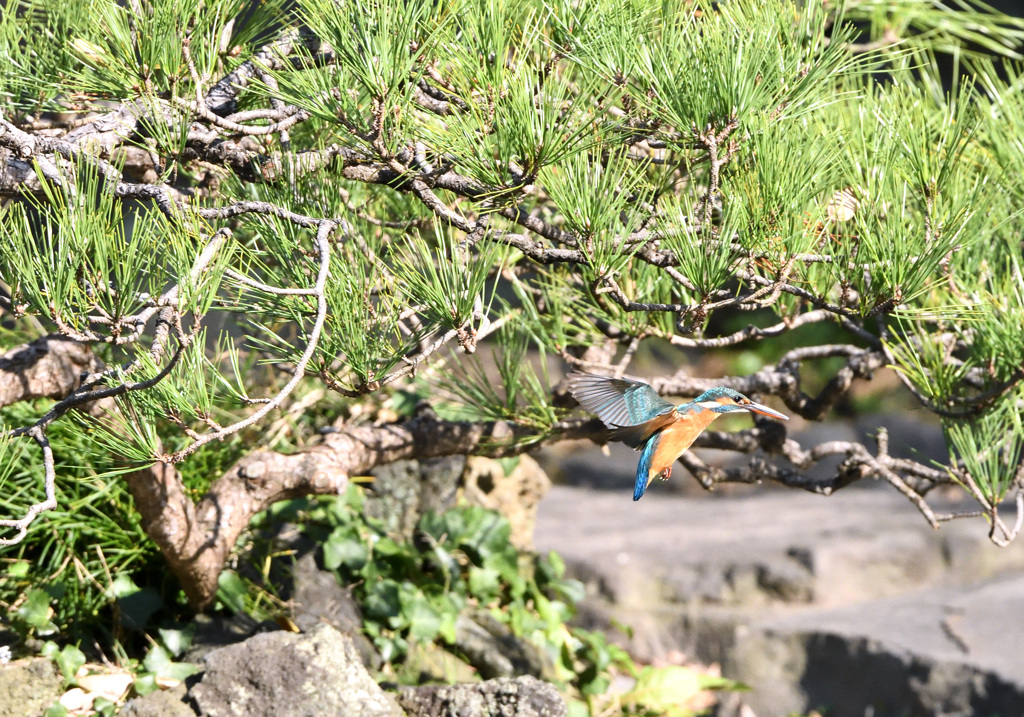 グリーンバックのフォバ