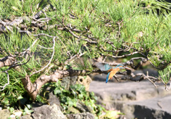 グリーンバックのフォバ