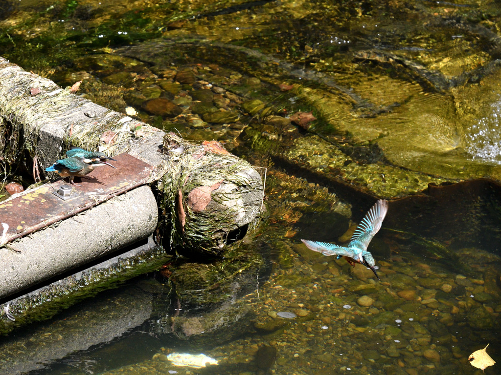 早く帰って来て