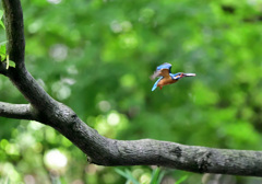 いつもの公園から帰るカワセミ