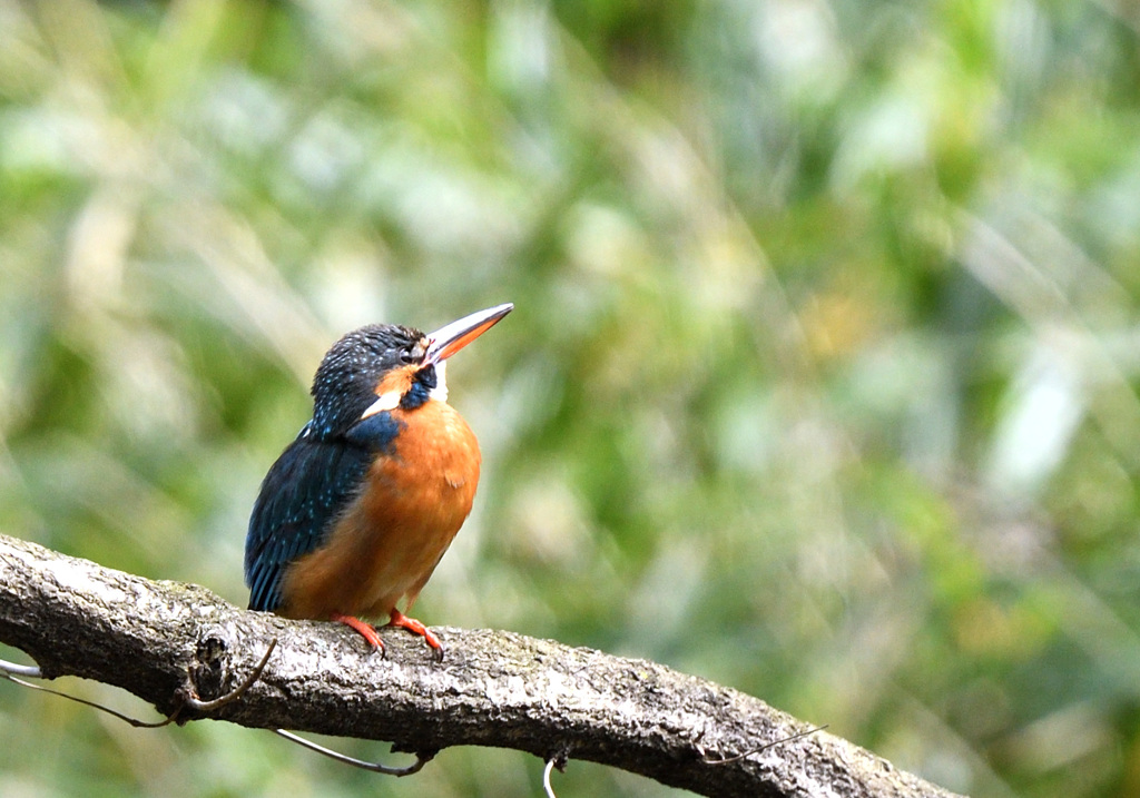 オスは来ない？