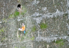 落ちてきたカワセミ