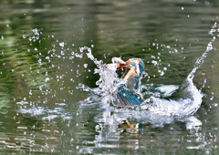 でかいのゲット でかいのゲット