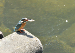 ご飯だよ ご飯だよ