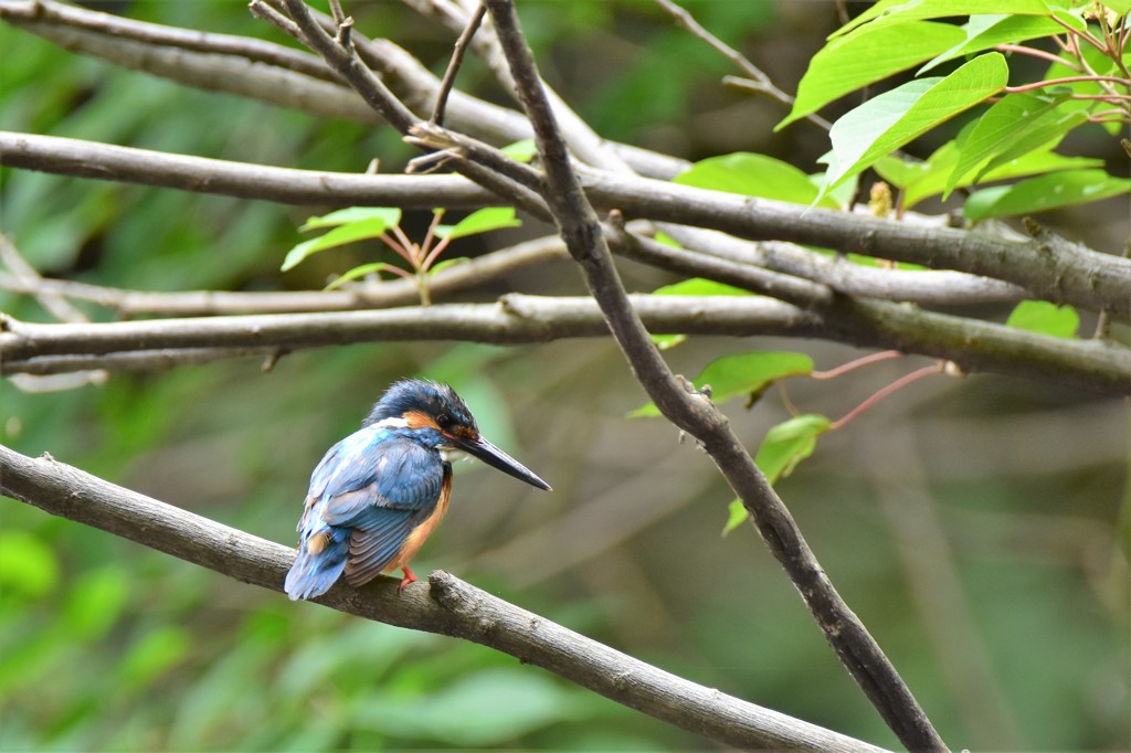 大きな魚はどこ？