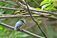 大きな魚はどこ？
