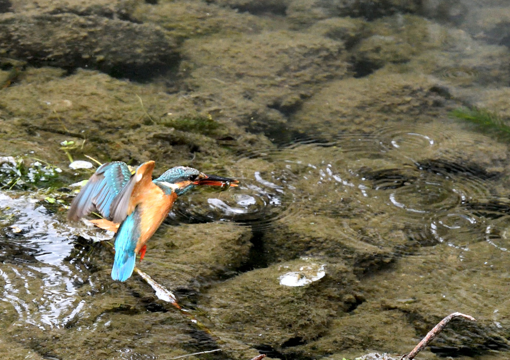 小さい魚しかいない？