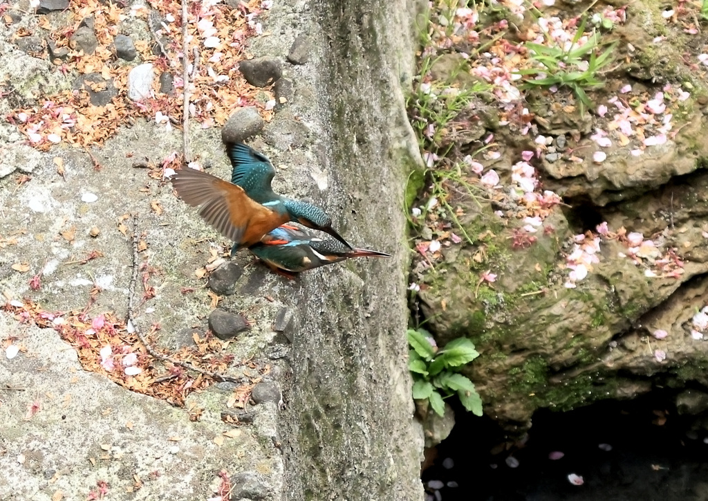 今日のカワセミ（４）