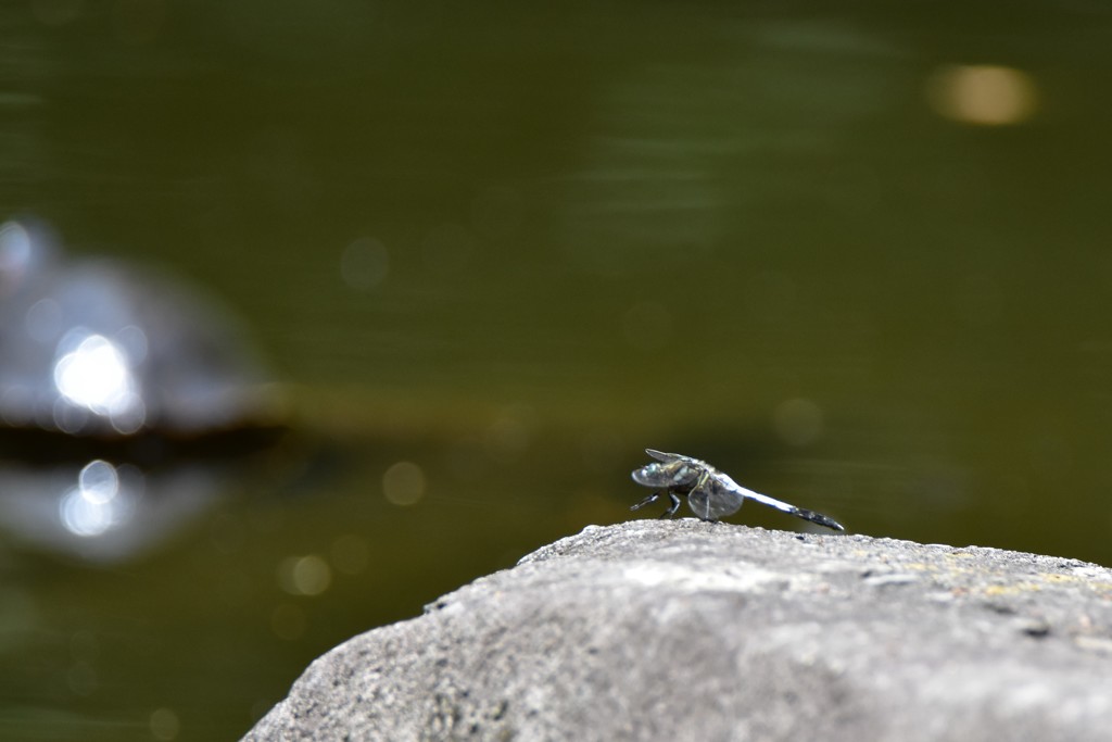 トンボ池のトンボ２