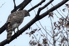 今年の初撮り　オオタカ