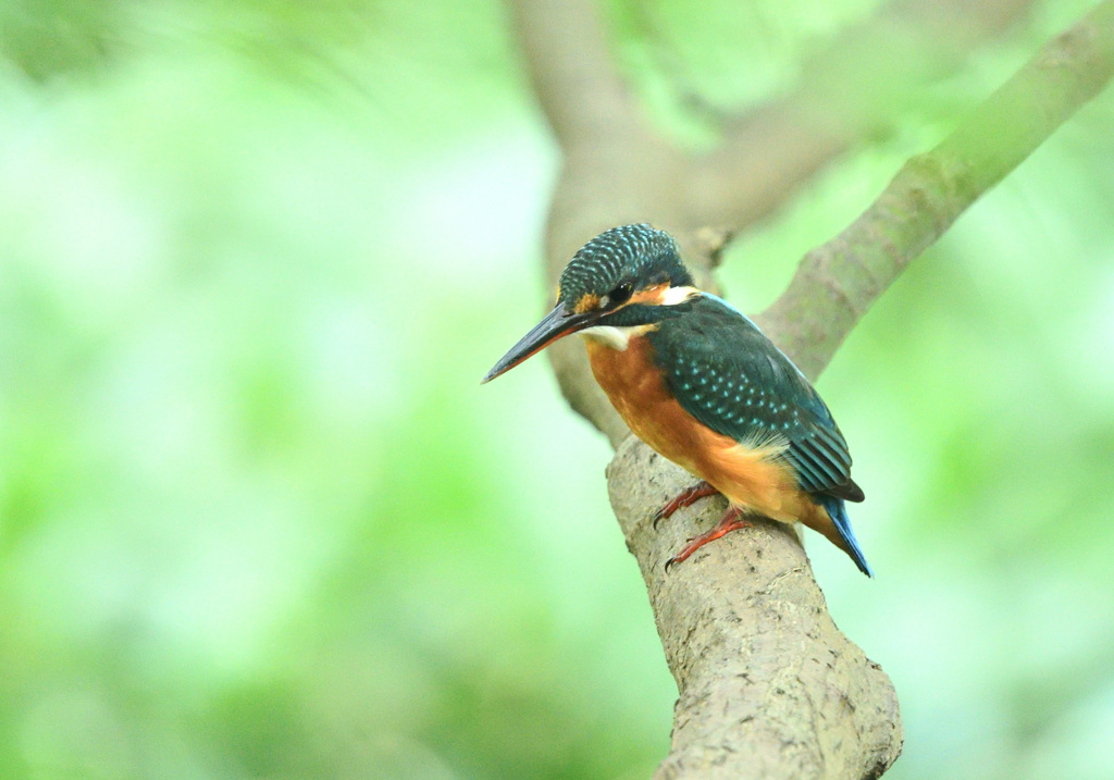 久しぶりのカワセミ