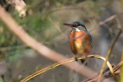 川の公園のカワセミ