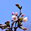 開花