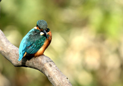 今日のカワセミ