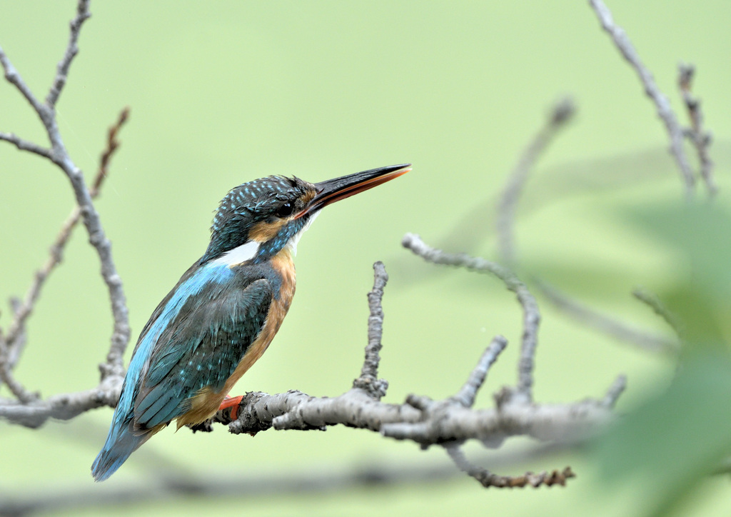 ほっとした親鳥