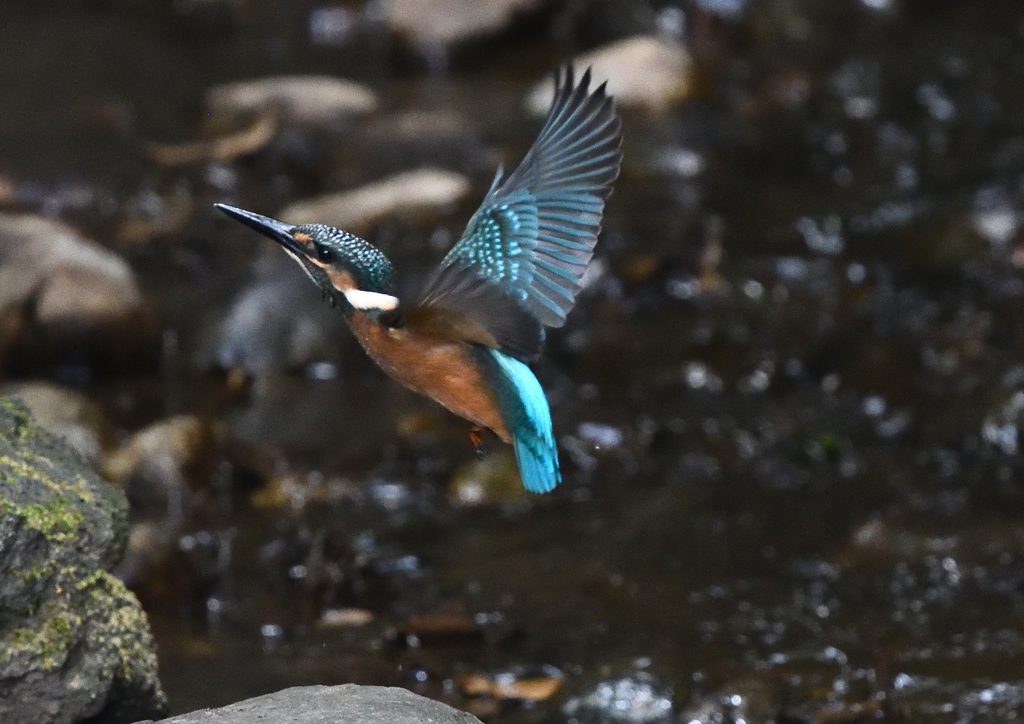 フォバリング（２）