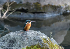 さてどこで餌を獲ろう