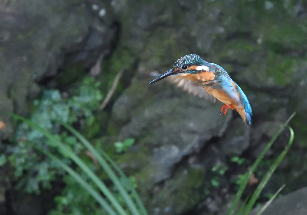 フォバリング（４）