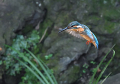 フォバリング(4)