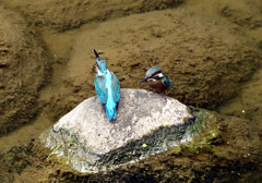 小さいエビか！