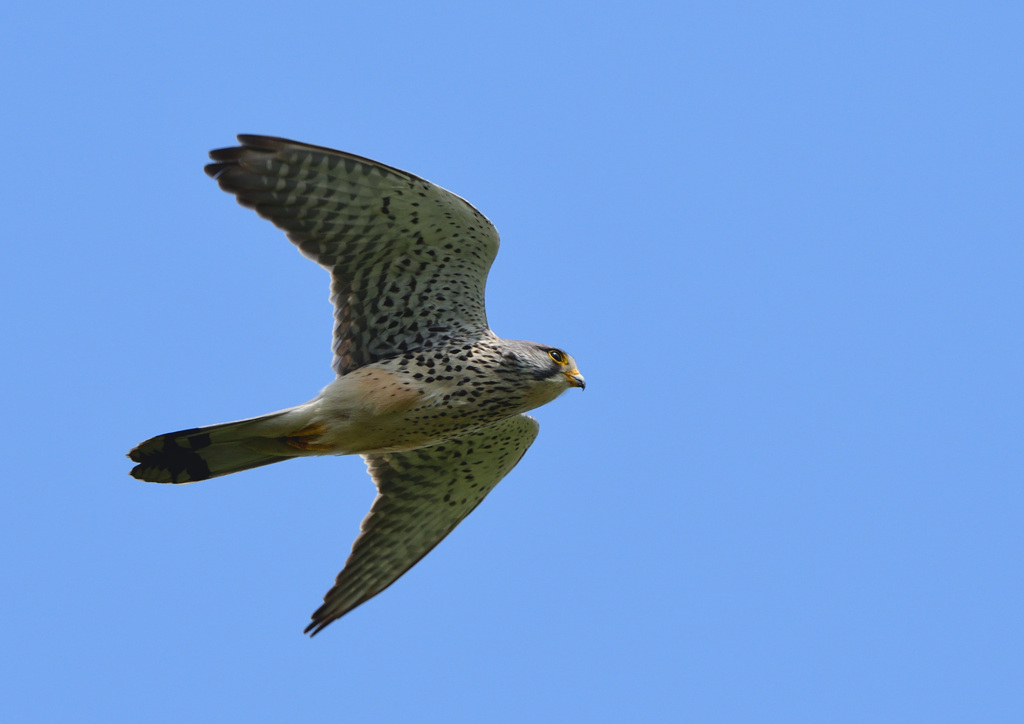 チョウゲンボウ２