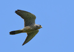 チョウゲンボウ２