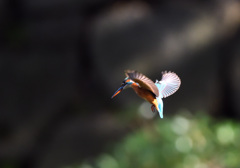 フォバリング（１）