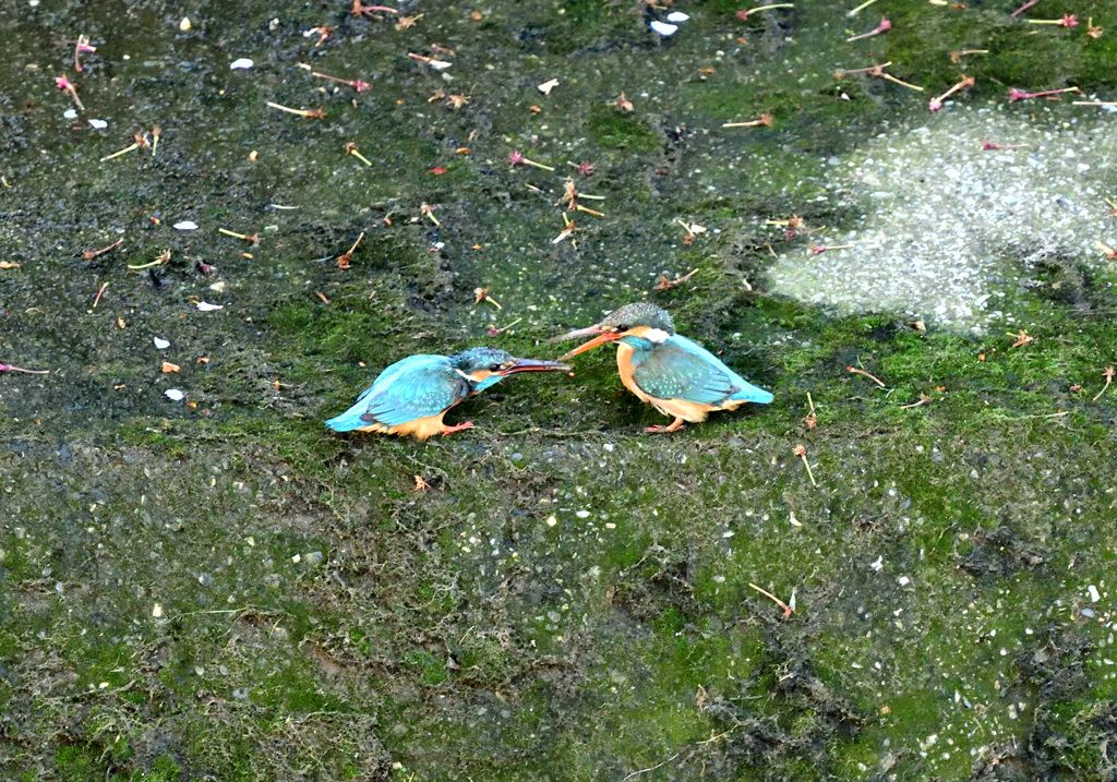 お待ちどうさま