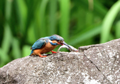 でかいの獲ったぞ