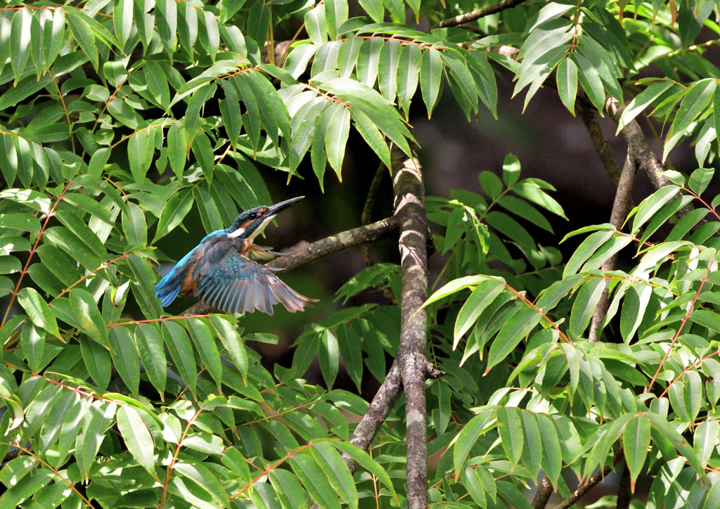 枝から飛び出し