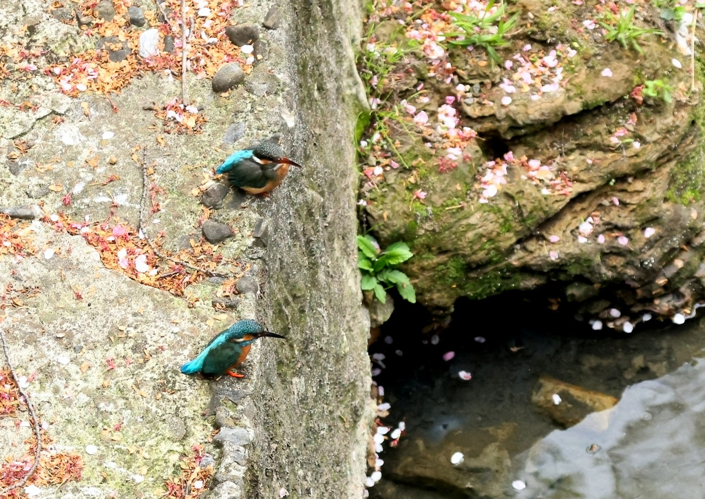 今日のカワセミ（１）