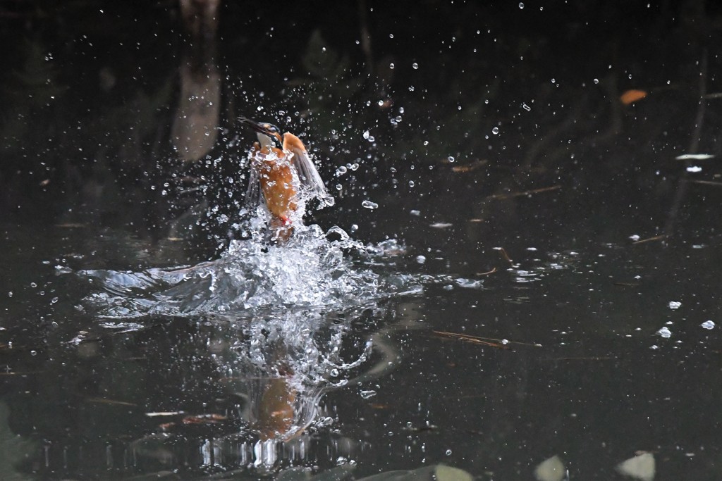 カワセミのシンクロナイズドスイミング