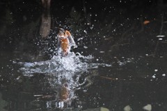 カワセミのシンクロナイズドスイミング