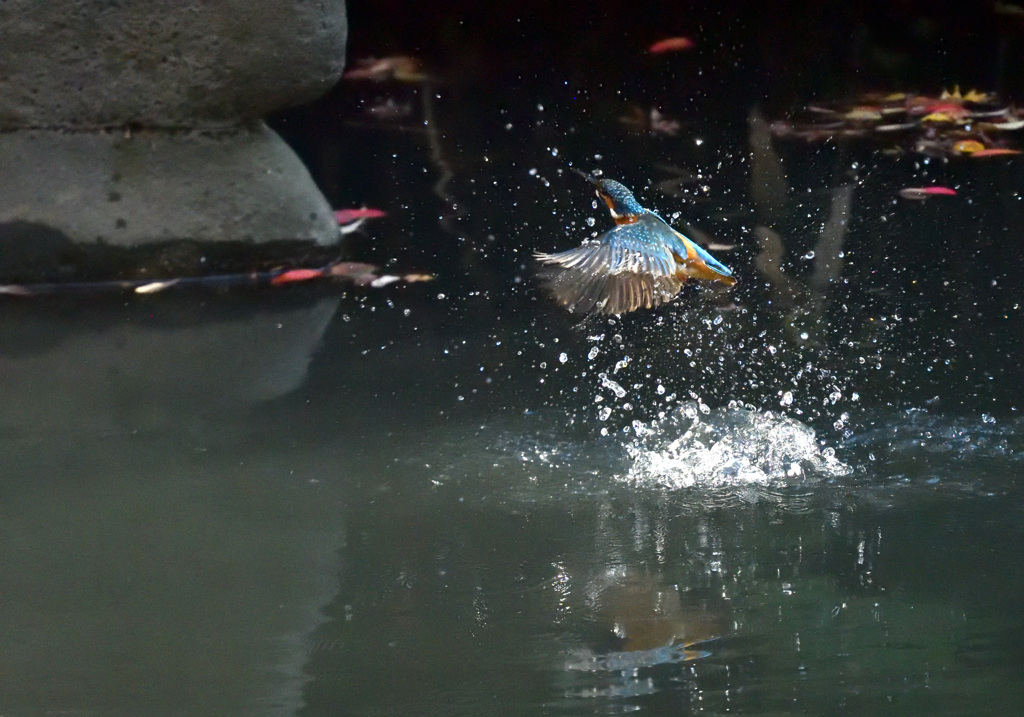 水浴びドボン１