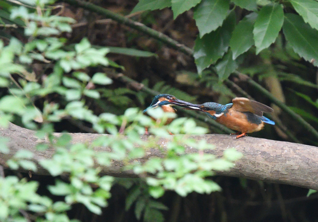 いただ来まーす！