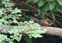 いただ来まーす！