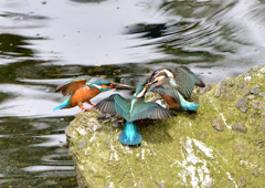 横取り現る 横取り現る