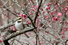 ミヤマホウジロ　オス
