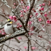 ミヤマホウジロ　オス