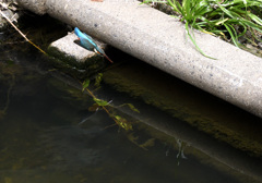 カワセミの狩り（１）