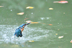 ドボン また失敗
