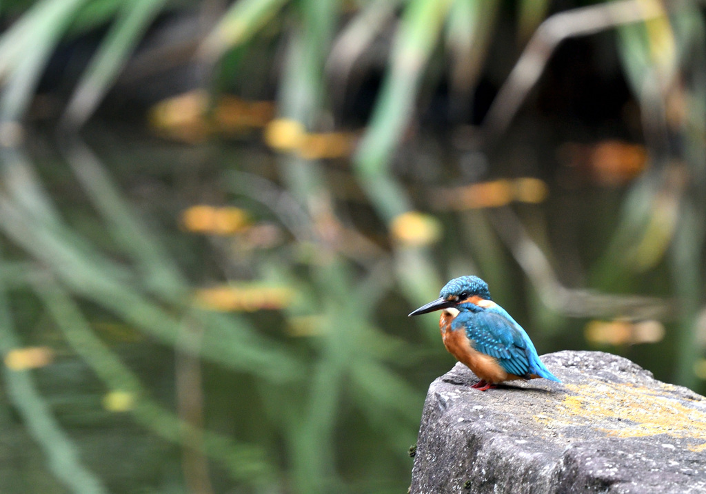 いつもの公園のカワセミ（２）
