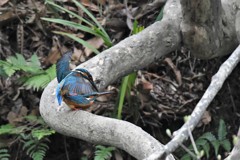 給餌の後、交尾