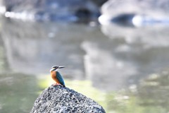 お待たせカワセミ！